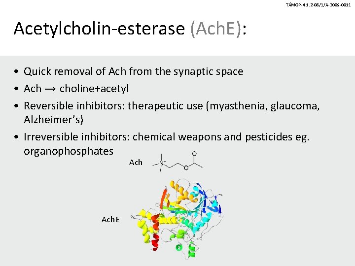 TÁMOP-4. 1. 2 -08/1/A-2009 -0011 Acetylcholin-esterase (Ach. E): • Quick removal of Ach from