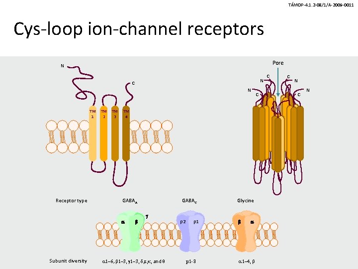 TÁMOP-4. 1. 2 -08/1/A-2009 -0011 Cys-loop ion-channel receptors Pore N N C N TM
