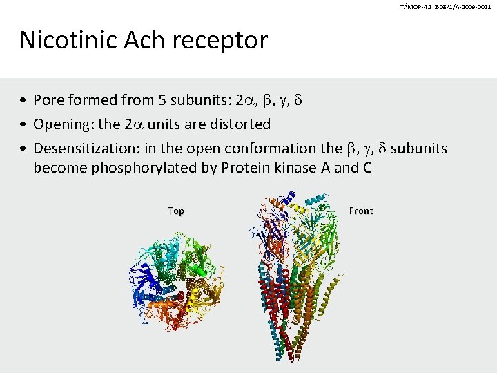 TÁMOP-4. 1. 2 -08/1/A-2009 -0011 Nicotinic Ach receptor • Pore formed from 5 subunits: