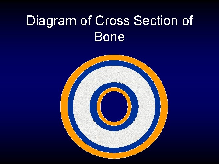 Diagram of Cross Section of Bone 