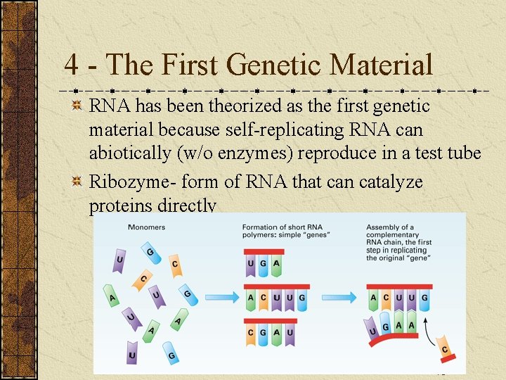 4 - The First Genetic Material RNA has been theorized as the first genetic