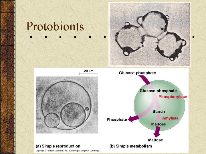Protobionts 20 