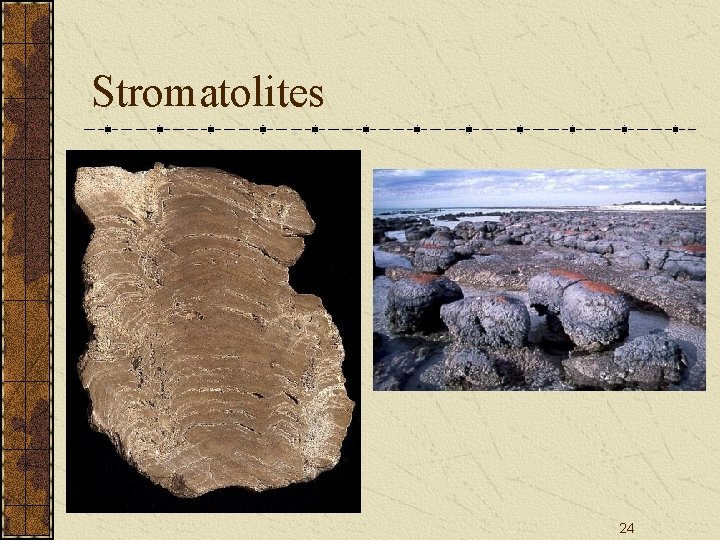 Stromatolites 24 