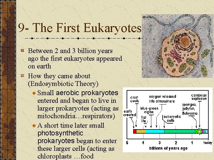 9 - The First Eukaryotes Between 2 and 3 billion years ago the first