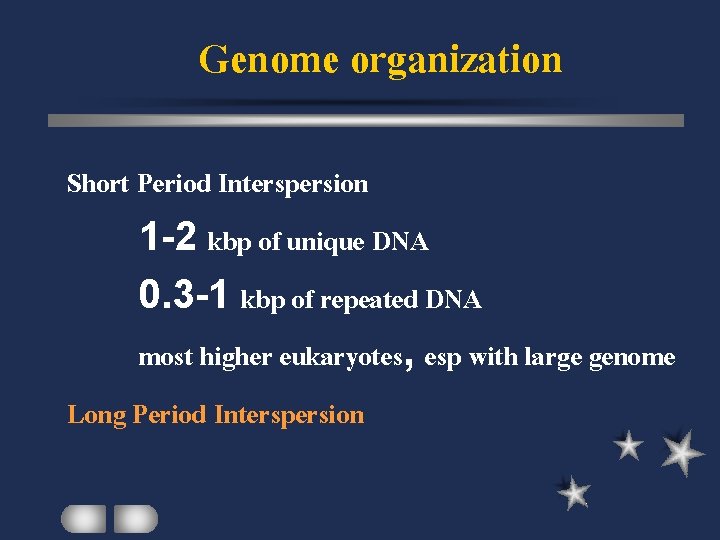 Genome organization Short Period Interspersion 1 -2 kbp of unique DNA 0. 3 -1