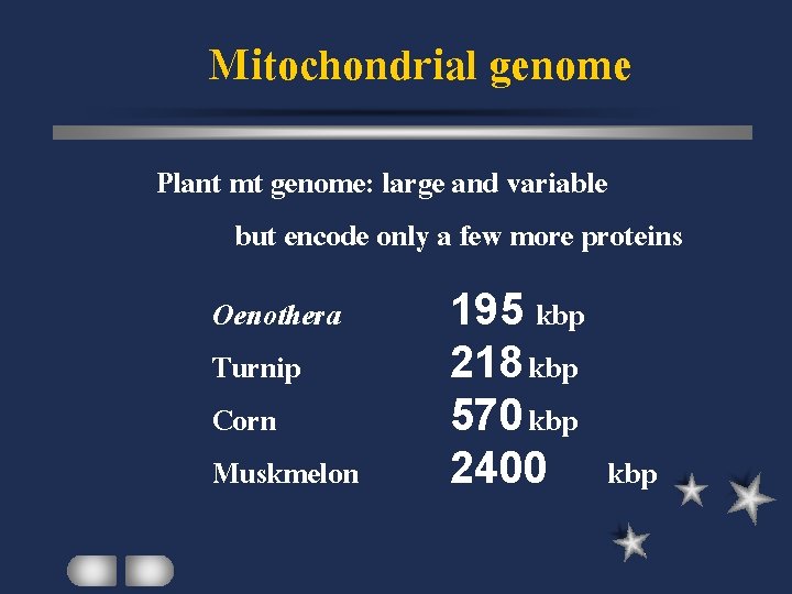 Mitochondrial genome Plant mt genome: large and variable but encode only a few more