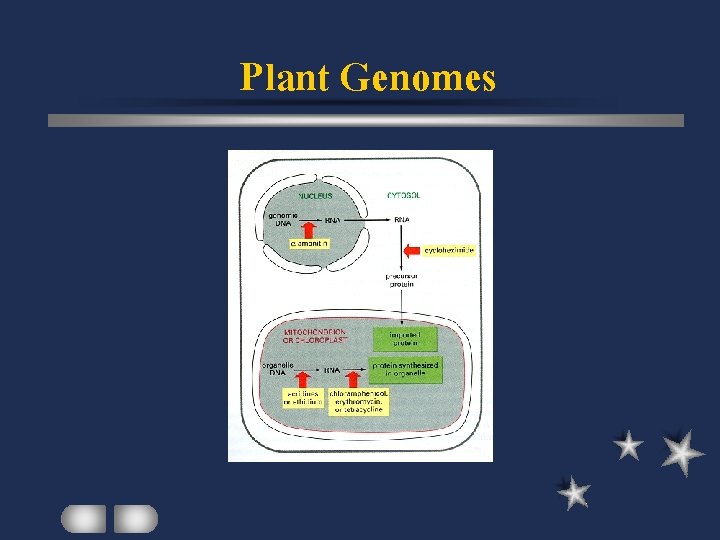 Plant Genomes 