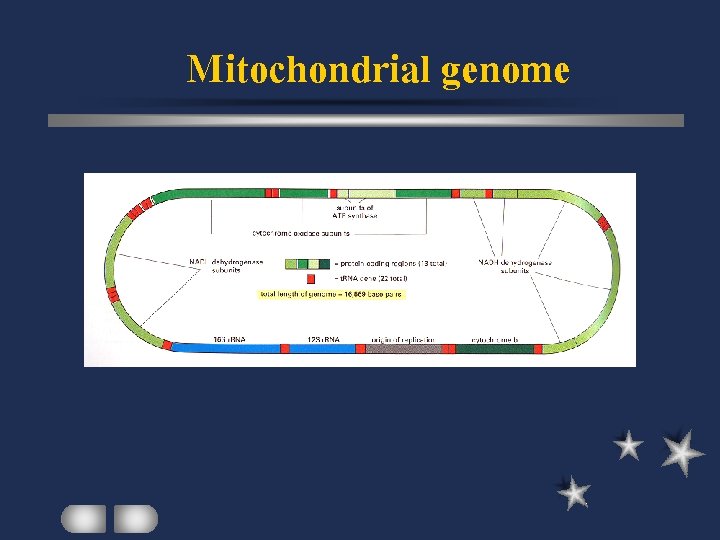 Mitochondrial genome 
