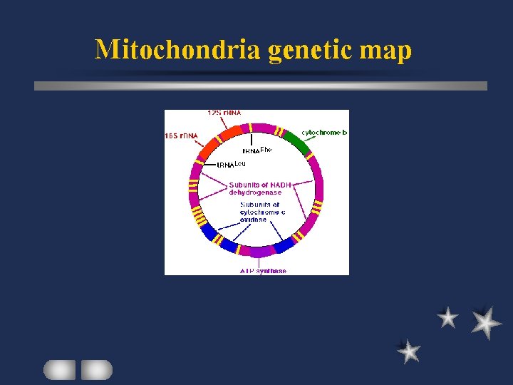 Mitochondria genetic map 