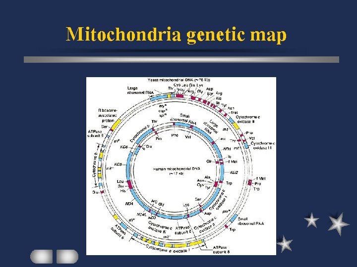 Mitochondria genetic map 