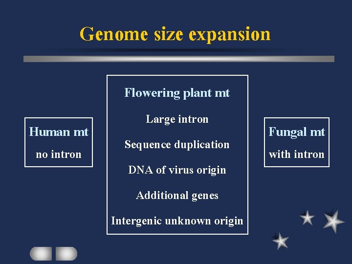 Genome size expansion Flowering plant mt Human mt no intron Large intron Sequence duplication