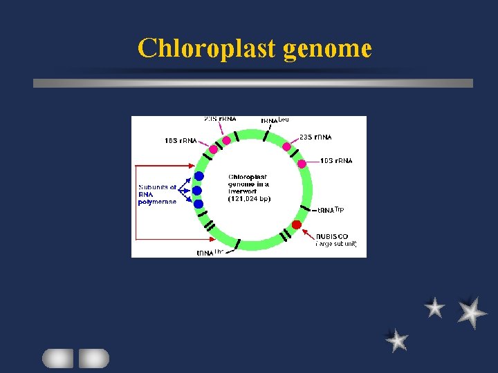 Chloroplast genome 
