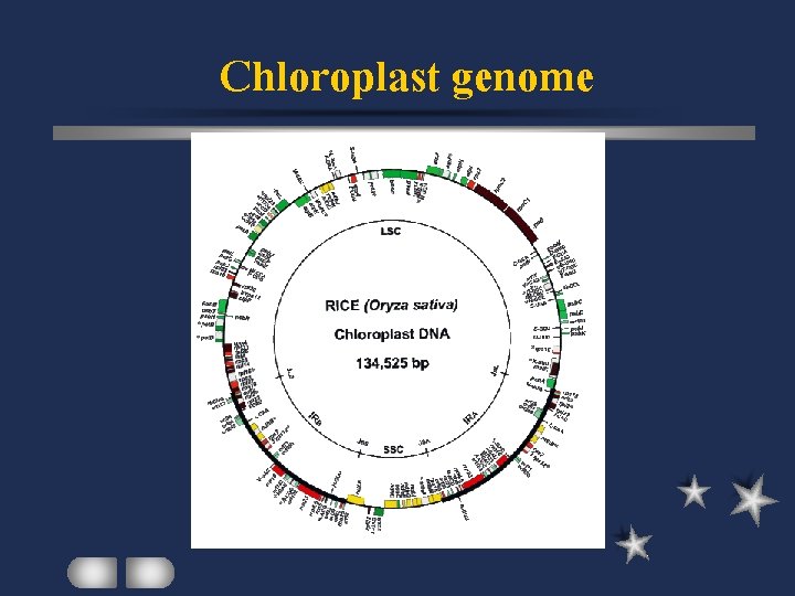 Chloroplast genome 