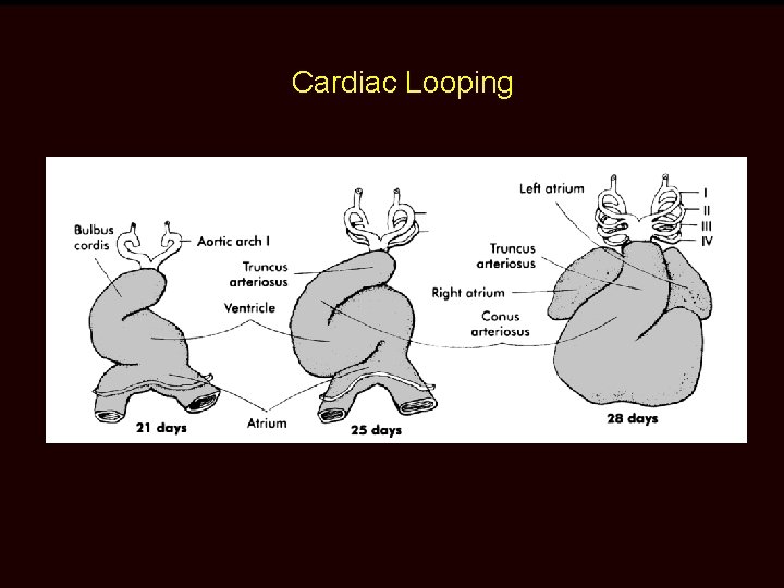 Cardiac Looping 