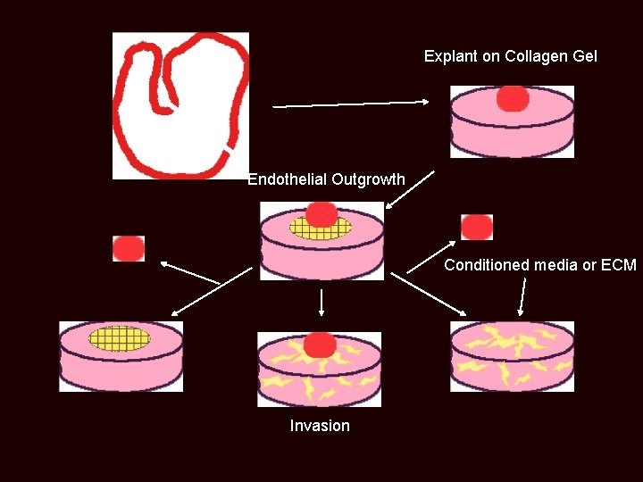 Explant on Collagen Gel Endothelial Outgrowth Conditioned media or ECM Invasion 