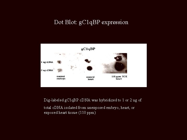 Dot Blot: g. C 1 q. BP expression Dig-labeled g. C 1 q. BP