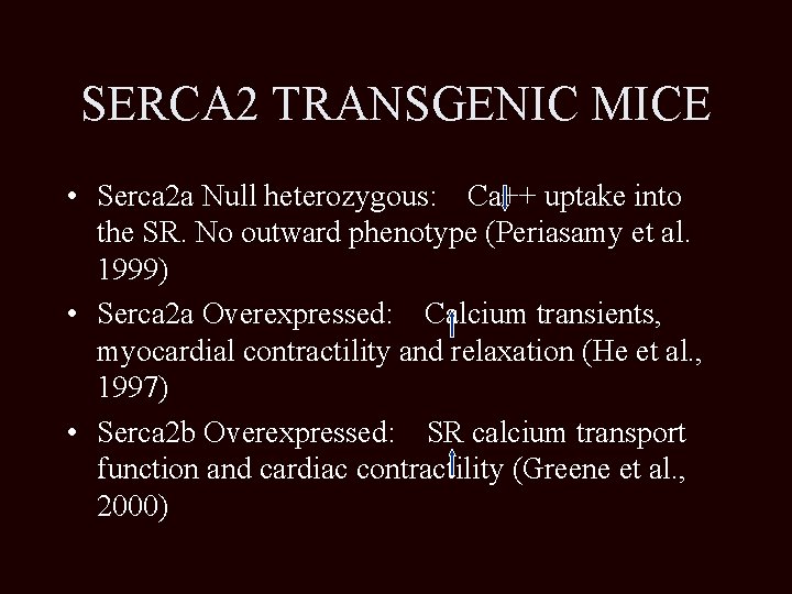 SERCA 2 TRANSGENIC MICE • Serca 2 a Null heterozygous: Ca++ uptake into the