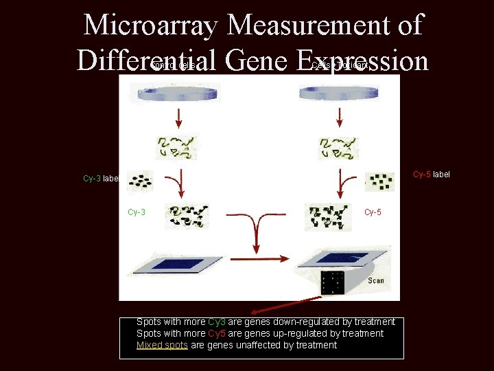 Microarray Measurement of Differential Gene Expression Control cells Cells +Toxicant RNA isolation Reverse transcription