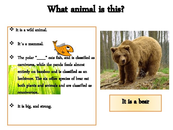 What animal is this? v It is a wild animal. v It´s a mammal.