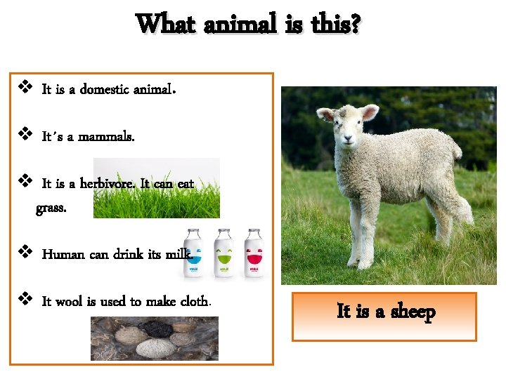 What animal is this? v It is a domestic animal. v It´s a mammals.