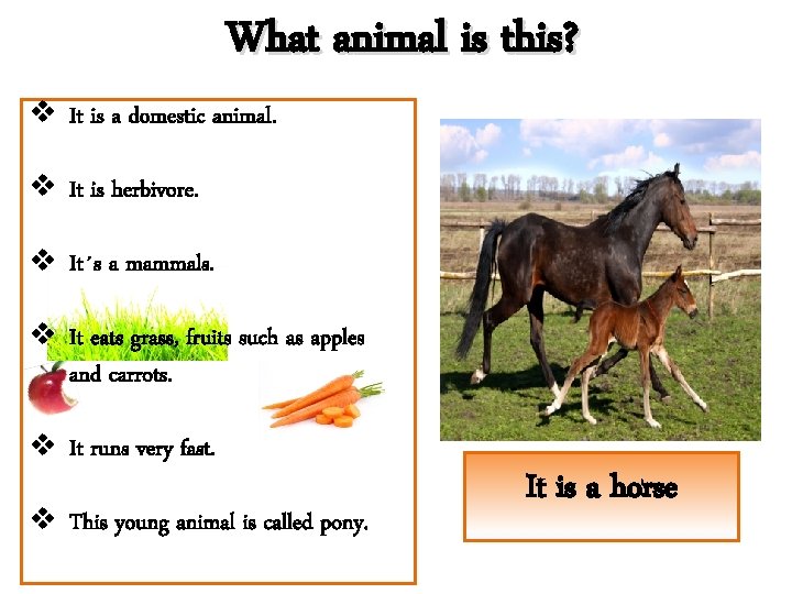 What animal is this? v It is a domestic animal. v It is herbivore.