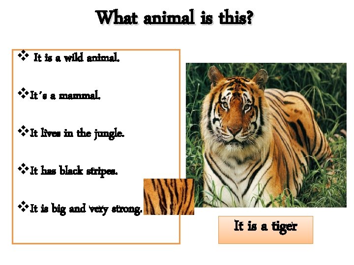 What animal is this? v It is a wild animal. v. It´s a mammal.
