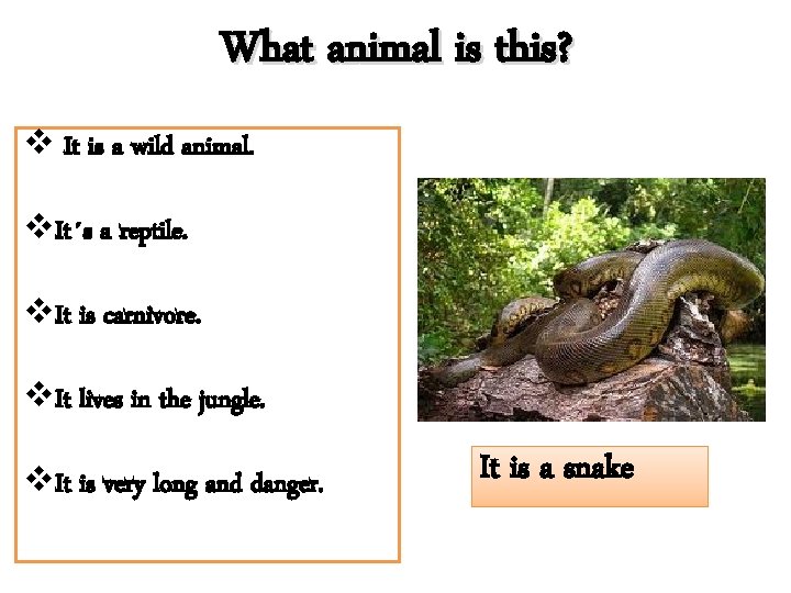 What animal is this? v It is a wild animal. v. It´s a reptile.