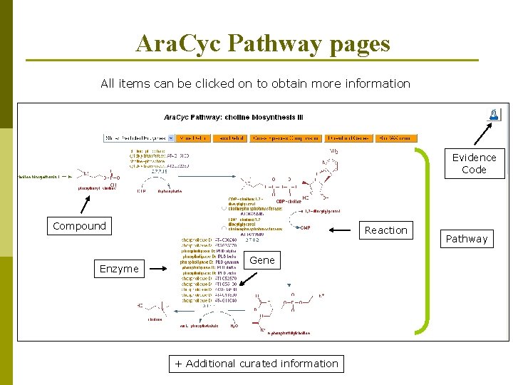 Ara. Cyc Pathway pages All items can be clicked on to obtain more information