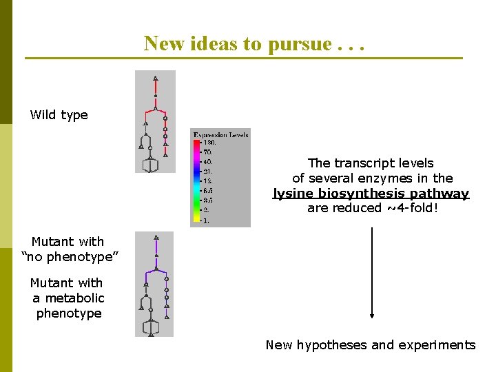 New ideas to pursue. . . Wild type The transcript levels of several enzymes