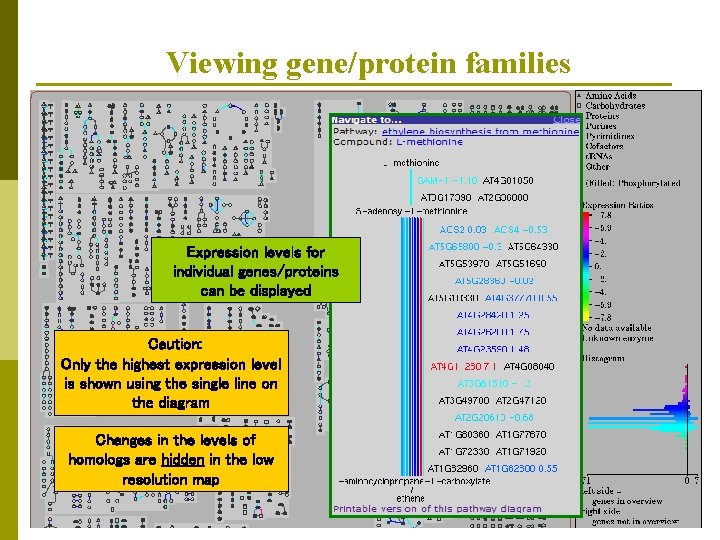 Viewing gene/protein families Expression levels for individual genes/proteins can be displayed Caution: Only the