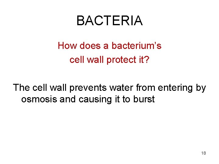BACTERIA How does a bacterium’s cell wall protect it? The cell wall prevents water