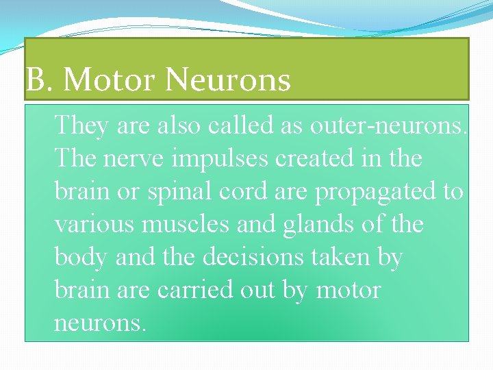 B. Motor Neurons They are also called as outer-neurons. The nerve impulses created in