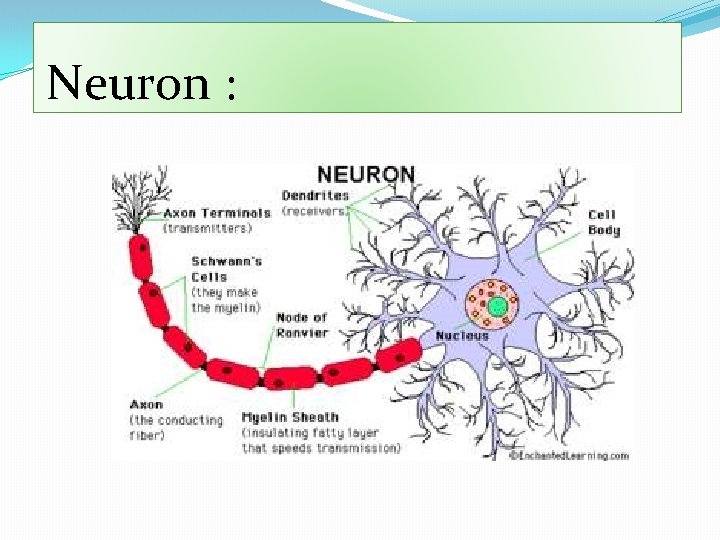 Neuron : 