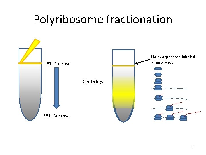 Polyribosome fractionation Unincorporated labeled amino acids 5% Sucrose Centrifuge 55% Sucrose 10 