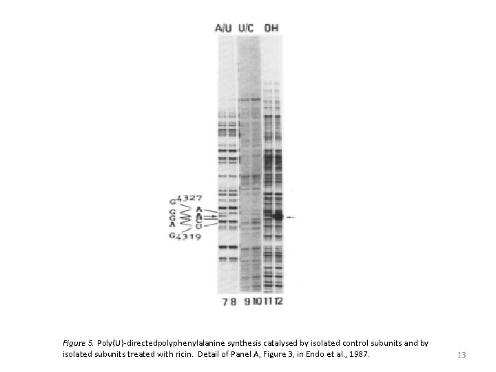 Figure 5. Poly(U)-directedpolyphenylalanine synthesis catalysed by isolated control subunits and by isolated subunits treated