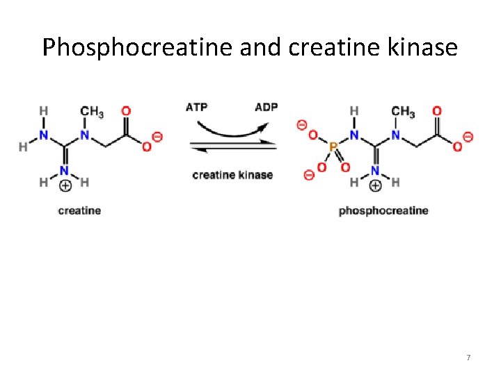 Phosphocreatine and creatine kinase 7 