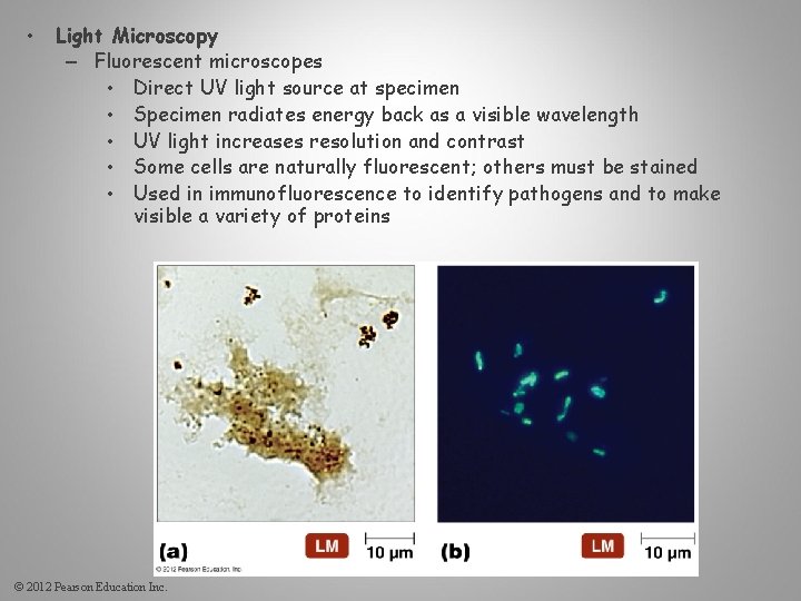  • Light Microscopy – Fluorescent microscopes • Direct UV light source at specimen