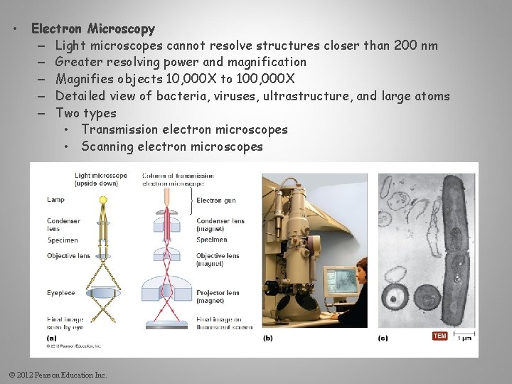  • Electron Microscopy – Light microscopes cannot resolve structures closer than 200 nm