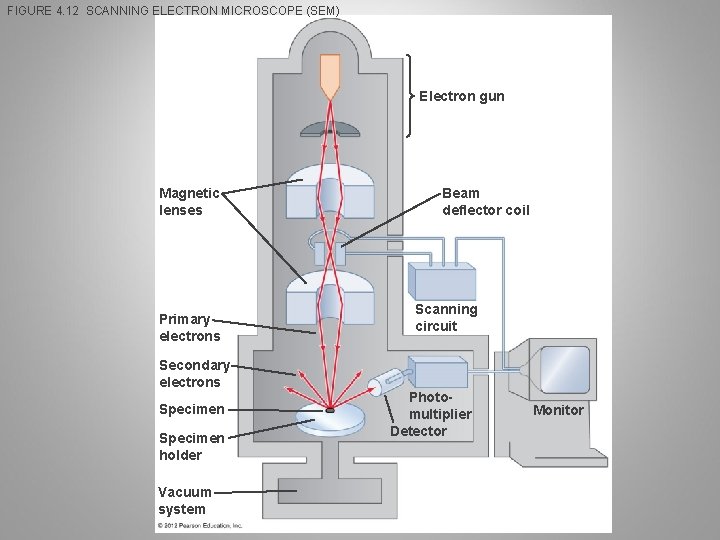 FIGURE 4. 12 SCANNING ELECTRON MICROSCOPE (SEM) Electron gun Magnetic lenses Primary electrons Secondary