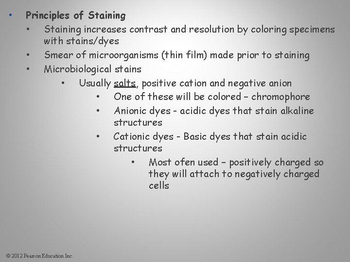  • Principles of Staining • Staining increases contrast and resolution by coloring specimens