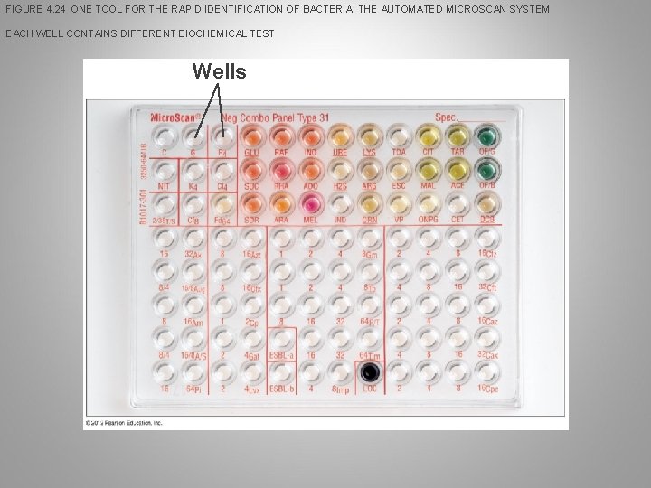 FIGURE 4. 24 ONE TOOL FOR THE RAPID IDENTIFICATION OF BACTERIA, THE AUTOMATED MICROSCAN