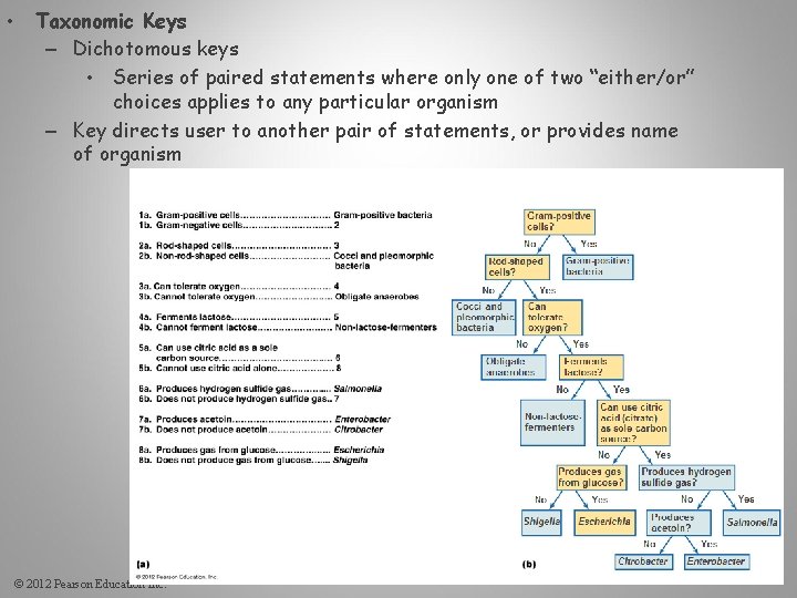  • Taxonomic Keys – Dichotomous keys • Series of paired statements where only