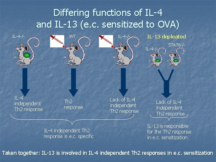 Differing functions of IL-4 and IL-13 (e. c. sensitized to OVA) IL-4 -/- WT