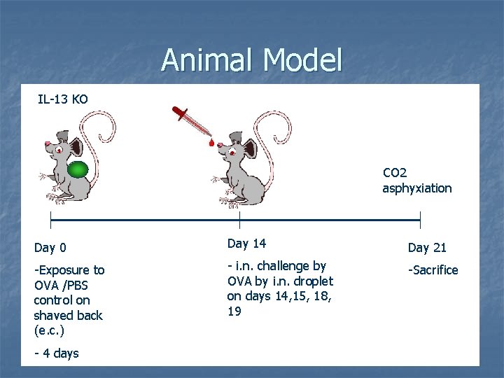 Animal Model IL-13 KO CO 2 asphyxiation Day 0 Day 14 Day 21 -Exposure