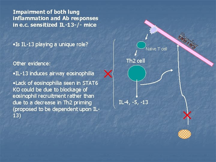 Impairment of both lung inflammation and Ab responses in e. c. sensitized IL-13 -/-