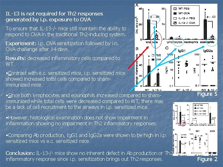 IL-13 is not required for Th 2 responses generated by i. p. exposure to