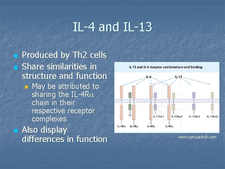 IL-4 and IL-13 n n Produced by Th 2 cells Share similarities in structure