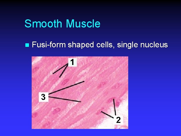 Smooth Muscle n Fusi-form shaped cells, single nucleus 