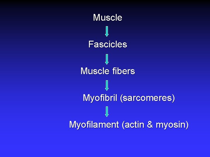Muscle Fascicles Muscle fibers Myofibril (sarcomeres) Myofilament (actin & myosin) 