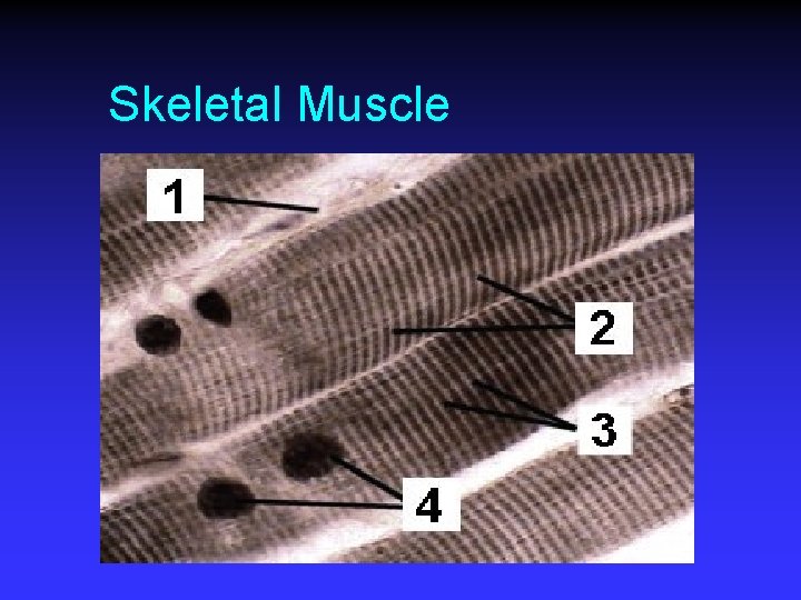 Skeletal Muscle 